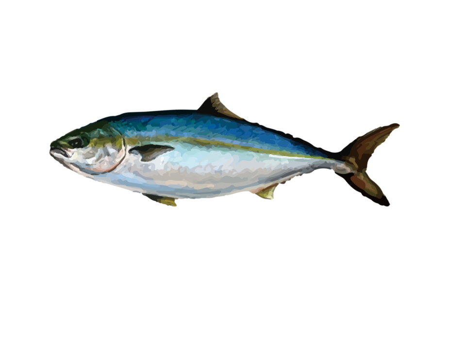 Amber Jack-Saltwater Adventures