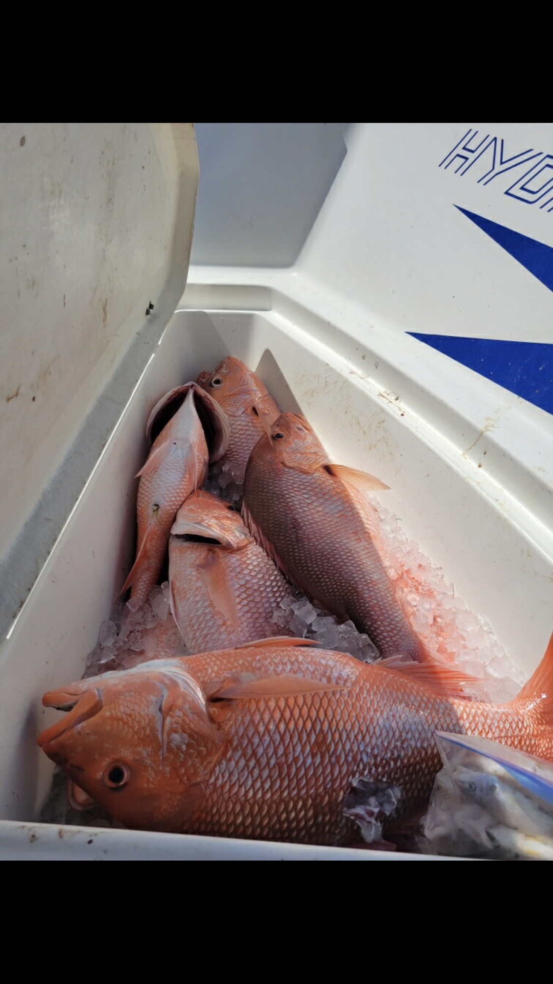 Deep Sea Fishing Sargent