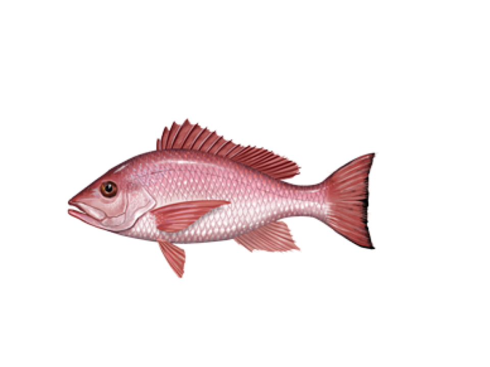 Red Snapper-Come and Take IT