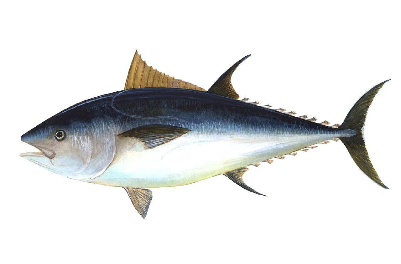 Gulf of Mexico Tuna